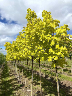 ACER platanoides PRINCETON GOLD