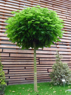 CATALPA bignonioides NANA