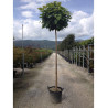 CATALPA bignonioides NANA En pot de 35-50 litres forme tige hauteur du tronc 180-200 cm