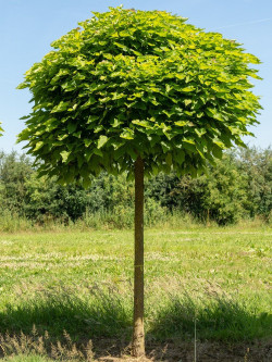 CATALPA bignonioides NANA