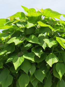 CATALPA bignonioides NANA