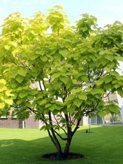 CATALPA bignonioides AUREA