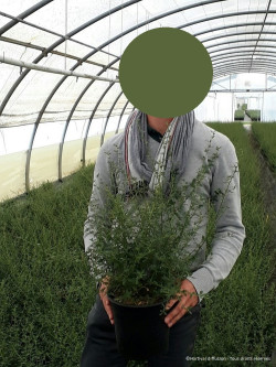 CEANOTHUS ITALIAN SKIES En pot de 4-5 litres