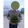 CEANOTHUS impressus PUGET BLUE En pot de 4-5 litres