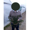 CEANOTHUS VICTORIA En pot de 4-5 litres