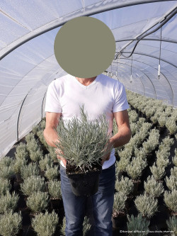 HELICHRYSUM italicum ssp. serotinum En pot de 2-3 litres