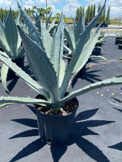 AGAVE americana En pot de 25-30 litres