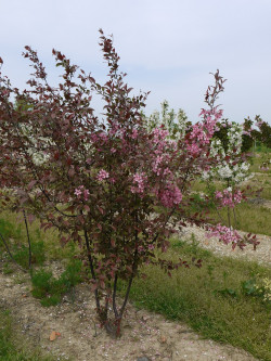 MALUS COCCINELLA Courtarou Motte forme cépée