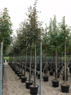 MALUS COCCINELLA Courtarou En pot 35-50 litres forme tige hauteur du tronc 180-200 cm
