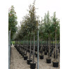 MALUS COCCINELLA Courtarou En pot 35-50 litres forme tige hauteur du tronc 180-200 cm