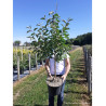 MALUS COMTESSE DE PARIS En pot de 10-12 litres forme gobelet