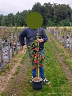 MALUS RED SENTINEL En pot de 10-12 litres forme quenouille