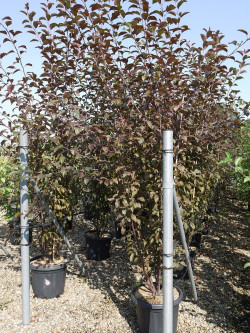 MALUS COCCINELLA Courtarou En pot de 25-30 litres