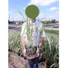 MISCANTHUS sinensis CABARET En pot de 4-5 litres