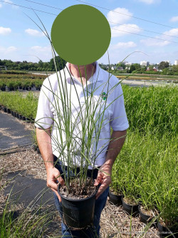 MISCANTHUS sinensis GRACILLIMUS En pot de 4-5 litres