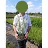 MISCANTHUS sinensis GRACILLIMUS En pot de 4-5 litres