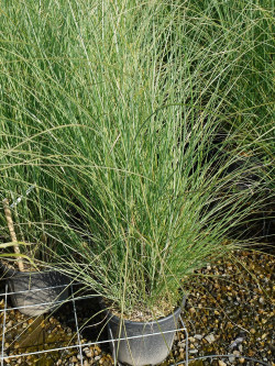 MISCANTHUS sinensis GRACILLIMUS En pot de 10-12 litres