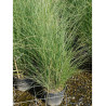 MISCANTHUS sinensis GRACILLIMUS En pot de 10-12 litres
