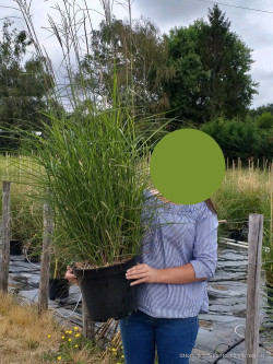 MISCANTHUS sinensis GRAZIELLA En pot de 10-12 litres
