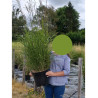 MISCANTHUS sinensis GRAZIELLA En pot de 10-12 litres