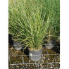 MISCANTHUS sinensis ZEBRINUS En pot de 10-12 litres