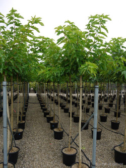 MORUS bombycis En pot 35-50 litres forme tige hauteur du tronc 180-200 cm