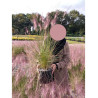 MUHLENBERGIA capillaris En pot de 4-5 litres