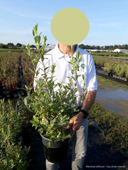 MYRTILLE DES JARDINS PINK LEMONADE En pot de 4-5 litres