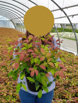 NANDINA domestica BLUSH PINK En pot de 4-5 litres