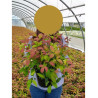 NANDINA domestica BLUSH PINK En pot de 4-5 litres