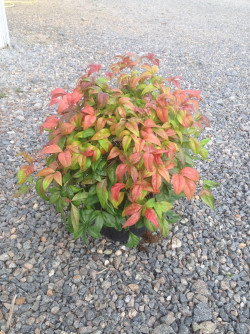 NANDINA domestica FIRE POWER En pot de 4-5 litres