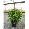 NANDINA domestica FIRE POWER En pot de 10-12 litres