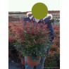 NANDINA domestica GULF STREAM En pot de 10-12 litres