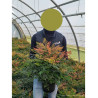 NANDINA domestica GULF STREAM En pot de 4-5 litres