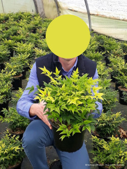 NANDINA domestica MAGICAL LEMON-LIME En pot de 4-5 litres