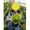 NANDINA domestica MAGICAL LEMON-LIME En pot de 4-5 litres