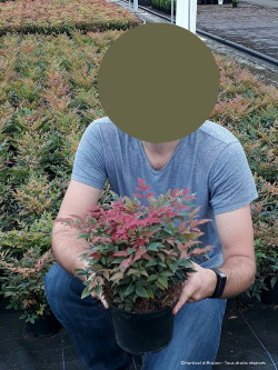 NANDINA domestica OBSESSED En pot de 4-5 litres