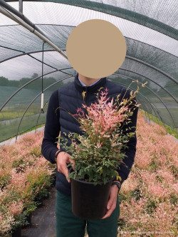 NANDINA domestica TWILIGHT En pot de 4-5 litres