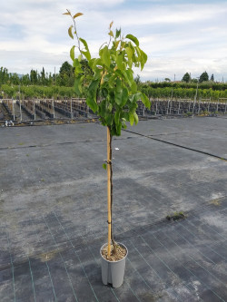 NASHI - POMME POIRE En pot de 10-12 litres forme tige hauteur du tronc 090-110 cm