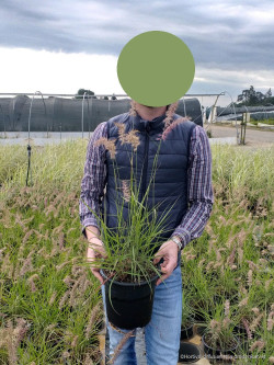 PENNISETUM orientale KARLEY ROSE En pot de 4-5 litres forme buisson