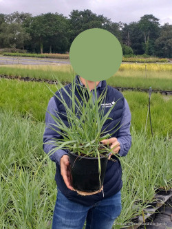 PANICUM virgatum PRAIRIE SKY En pot de 4-5 litres