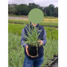 PANICUM virgatum PRAIRIE SKY En pot de 4-5 litres