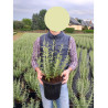 PEROVSKIA atriplicifolia BLUE SPIRE En pot de 4-5 litres