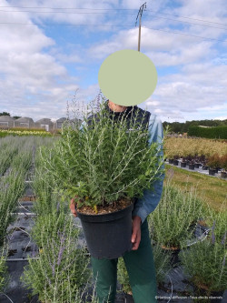 PEROVSKIA atriplicifolia BLUE SPIRE En pot de 10-12 litres