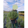 PEROVSKIA atriplicifolia BLUE SPIRE En pot de 10-12 litres
