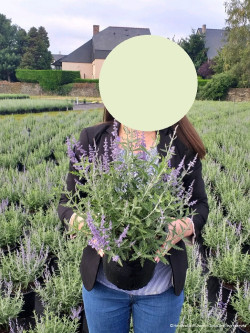 PEROVSKIA atriplicifolia LACEY BLUE En pot de 4-5 litres