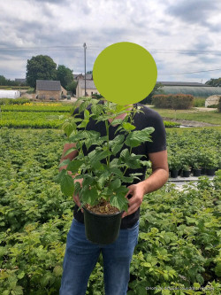 FRAMBOISIER En pot de 4-5 litres