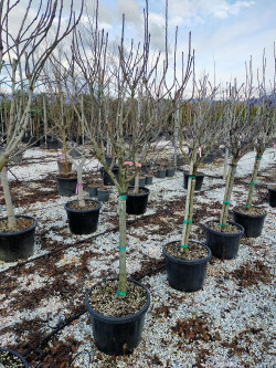 NÉFLIER D'ALLEMAGNE En pot de 70-90 litres forme tige hauteur du tronc 090-110 cm