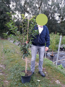 NÉFLIER D'ALLEMAGNE En pot de 10-12 litres forme gobelet