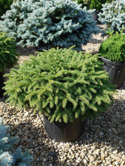 PICEA abies NIDIFORMIS En pot de 25-30 litres